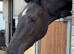 Kind yet Incredibly talented filly.