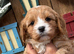 F1 Cavapoo Boy Available