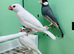 Java finches
