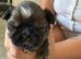 Stunning doby shih tzu puppies