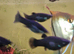 Young Black Mollies