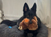Beautiful 8mth old male black gsd for sale