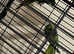 breeding pair Indian ringneck