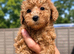 Beautiful Toy Poodle Puppies ️