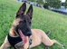 LOVING 4-YEAR-OLD DOG LOOKING FOR HIS FOREVER HOME