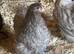 Bantam Orpingtons for sale