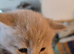Maine coon cross kittens