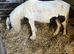 Ideal kids first pony