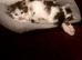 beautiful kittens