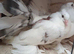 2026 nest pair Indian fantails