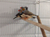 2026 zebra finch
