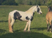 Traditional cob