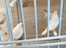 Bengalese for sale