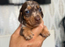 Miniature dachshund pups