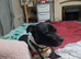 looking for a loving home