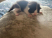 Gorgeous black and white kitten