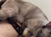 Lovely cute Siamese cross