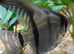 Beautiful Silver Adult Male Angelfish