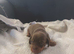 miniature dachshund puppies