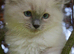 3 beautiful ragdoll are looking for a forever home