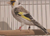 Pied Siberian goldfinch