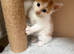 4 gorgeous kittens