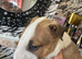 English bull terrier puppies