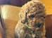 Toy poodle boy health tested parents
