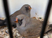 Charcoal zebra finches