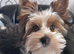 Simba needs an understanding home