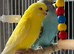 Lutino baby budgie