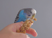 Hand tame pair of female budgies and full set up