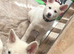 Japanese Akita puppies