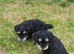 3 stunning mini schnauzer girls
