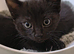 Gorgeous Raggamuffin x kittens.
