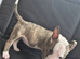 Beautiful English Bull Terriers