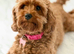 Beautiful 4 year old Cavapoo looking for forever home