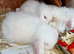 3 white available
