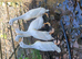 ****PUREBRED WHITE INDIAN RUNNERS****