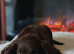 Sprocker puppy