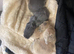 Mini Rex cross