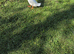 3 ducks