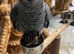 Baby African grey