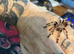 Vitalius Chromatus