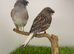 Gloucester canary pair