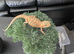 Baby bearded dragons citrus coming though lovely on them