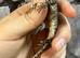 Starred Agama at Birmingham Reptiles