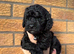 Beautiful Toy Cockapoo Puppies from Extensively DNA & Health Tested Parents