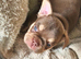 Beautiful french bulldog puppies
