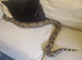 Rainbow Boa and 4ft viv